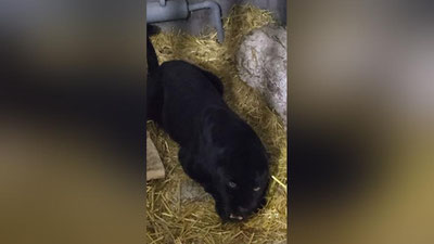 Изрображение 'В Ташкентском зоопарке появились пантеры (видео)'