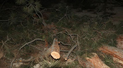 Изрображение 'На территории Андижанского перинатального центра незаконно вырубили 12 деревьев'