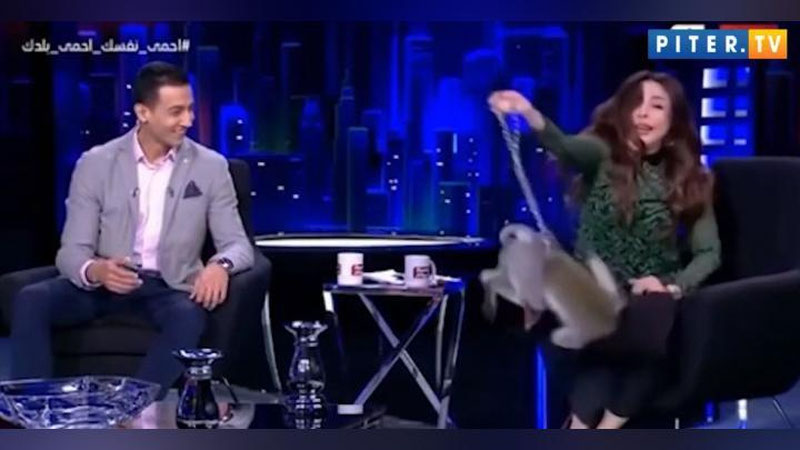 Изрображение 'Обезьяна напала на телеведущую в прямом эфире (видео)'