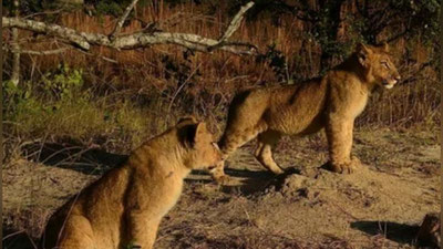 Изрображение 'Ташкентский зоопарк отправит львов в Минск'