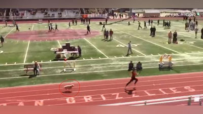 Изрображение 'Курьез на соревнованиях в США: рекорд Усейна Болта едва не побила собака (видео)'