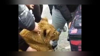 Изрображение 'Водитель в Самаркандской области выбросил из машины молодого льва (видео)'