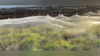 Изрображение 'Миллионы пауков устроили «апокалипсис» в Австралии (видео)'