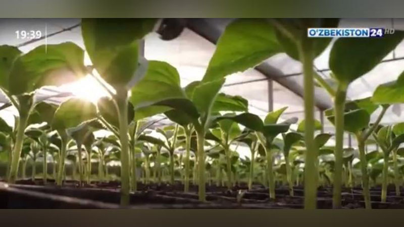 Изрображение 'В Узбекистане создана Ассоциация производителей и экспортеров чеснока (видео)'