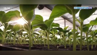 Изрображение 'В Узбекистане создана Ассоциация производителей и экспортеров чеснока (видео)'