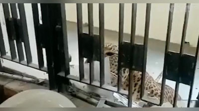 Изрображение 'Леопард напал на людей в здании суда в Индии (видео)'