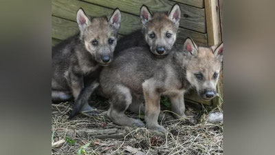 Изрображение 'У жителей Джизакской области изъяли 3-х волчат, которых они пытались продать'