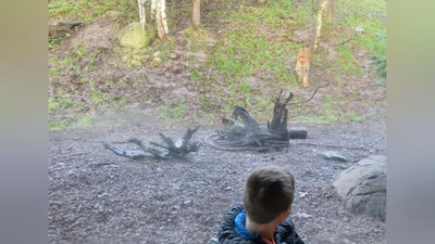 Изрображение 'Нападение тигра на ребенка в зоопарке в Дублине попало на видео'