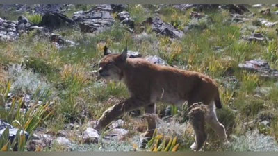 Изрображение 'Редкое животное попало в объектив фотоловушки в Гиссарском заповеднике (видео)'