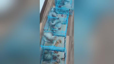 Изрображение 'Узбекистанец пытался вывезти из Кыргызстана 13 живых белок (видео)'