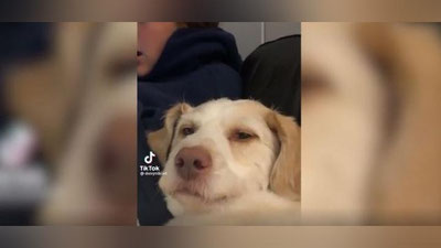 Изрображение 'Пес, слишком похожий на человека, покорил сеть (видео)'