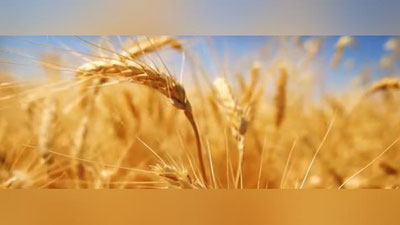 Изрображение 'Государство отменит практику определения закупочной цены зерна (видео)'