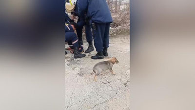 Изрображение 'Ферганские спасатели вытащили щенка из выгребной ямы (видео)'
