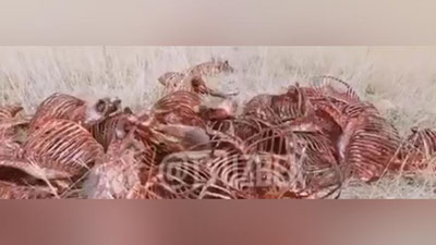Изрображение 'В Каракалпакстане расследуют факт обнаружения костей 55 ослов на пустыре (видео)'