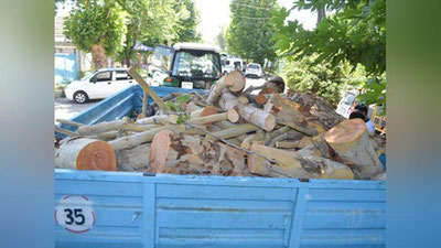 Изрображение 'Ужесточена ответственность за уничтожение деревьев'