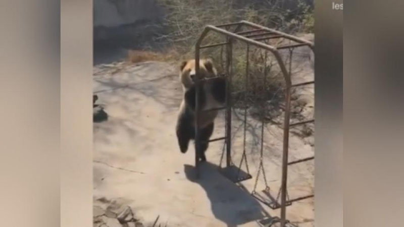 Изрображение 'ТАНЦУЮЩАЯ МЕДВЕДИЦА ПОКОРИЛА ИНТЕРНЕТ (ВИДЕО)'