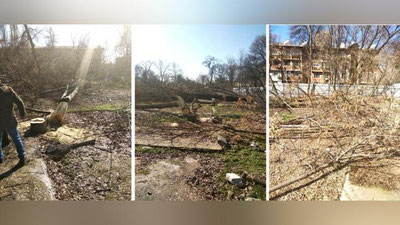 Изрображение 'Госкомэкологии взяло под контроль дело о массовой вырубке деревьев на улице Раджаби'