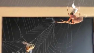 Изрображение 'Вибрации паутины превратили в музыку (видео)'