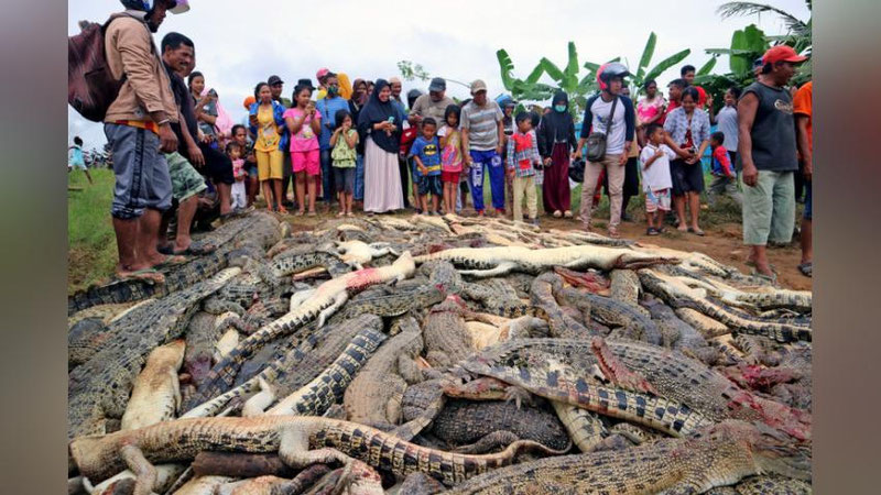 Изрображение 'ГРУППА ИНДОНЕЗИЙЦЕВ ИЗ МЕСТИ ПЕРЕБИЛА 300 КРОКОДИЛОВ'