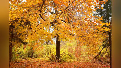 Изрображение 'ПРОГНОЗ ПОГОДЫ НА 26 ОКТЯБРЯ'