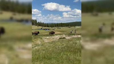 Изрображение 'Посетительнице нацпарка в США пришлось притвориться мертвой из-за бизона (видео)'