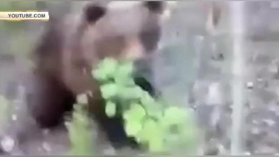 Изрображение 'На Камчатке мужчина едва не поплатился жизнью, преследуя медведя (видео)'