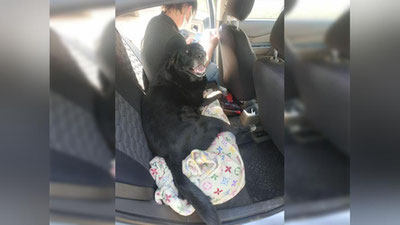 Изрображение 'Столичное ГУВД пришло на помощь хозяину собаки, у которой отказали лапы'