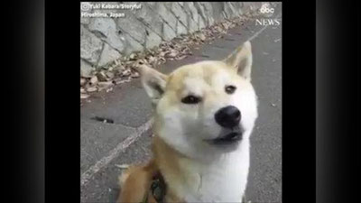 Изрображение 'СОБАКА ПОРОДЫ СИБА-ИНУ НАУЧИЛАСЬ ПОДРАЖАТЬ СИРЕНЕ (ВИДЕО)'