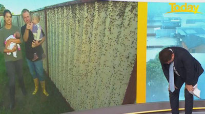 Изрображение 'Австралийскому ведущему стало плохо в прямом эфире от нашествия пауков (видео)'