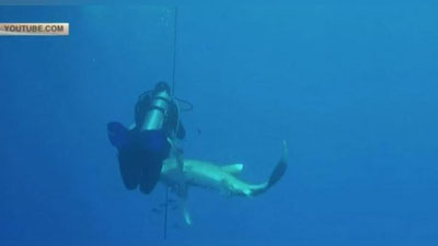 Изрображение 'АТАКА АКУЛЫ НА ВОДОЛАЗА ПОПАЛА НА ВИДЕО'