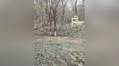 Изрображение 'Вырубают ли деревья возле парка "Ашхабад": ответ хокимията (видео)'