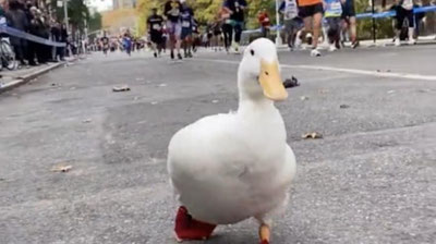 Изрображение 'Утка по кличке Морщинка стала звездой Нью-Йоркского марафона (видео)'