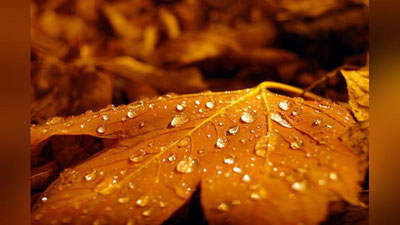 Изрображение 'ПОГОДА НА НЕДЕЛЮ: ОЖИДАЕТСЯ ПОХОЛОДАНИЕ И, ВЕРОЯТНО, ПЕРВЫЙ ОСЕННИЙ ДОЖДЬ'