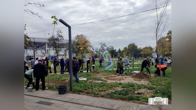 Изрображение 'В Парке победы продолжена акция по высадке деревьев на Аллее памяти медиков'