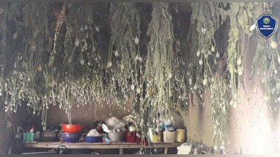 Изрображение 'В Шафиркане 80-летний пенсионер выращивал и сбывал опиумный мак'