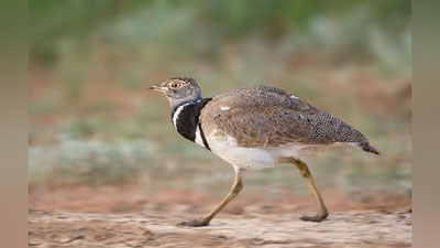 Изрображение 'Впервые за 15 лет в Самаркандской области обнаружены краснокнижные стрепеты'