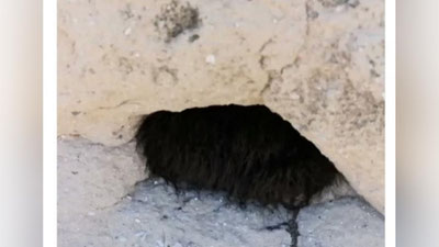 Изрображение 'НЕВЕРОЯТНОЕ ЗРЕЛИЩЕ: МОХНАТЫЙ "ЗВЕРЕК" РАСПАЛСЯ НА ТЫСЯЧИ ПАУКОВ (ВИДЕО)'