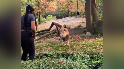 Изрображение 'Лев в зоопарке позабыл об инстинктах из-за наглости людей (видео)'