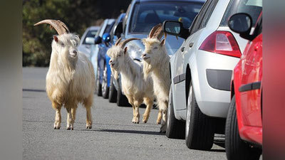 Изрображение 'Горные козлы захватили опустевший город в Уэльсе (видео)'
