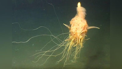 Изрображение 'ПОДВОДНОГО МАКАРОННОГО МОНСТРА ЗАСНЯЛИ У ПОБЕРЕЖЬЯ АНГОЛЫ (ВИДЕО)'