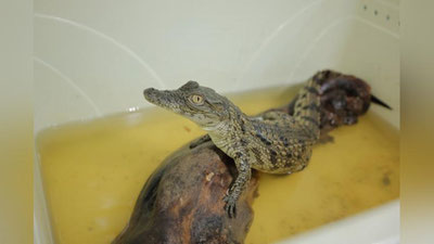 Изрображение 'Новый факт провоза рептилий выявили в столичном аэропорту (фото, видео)'