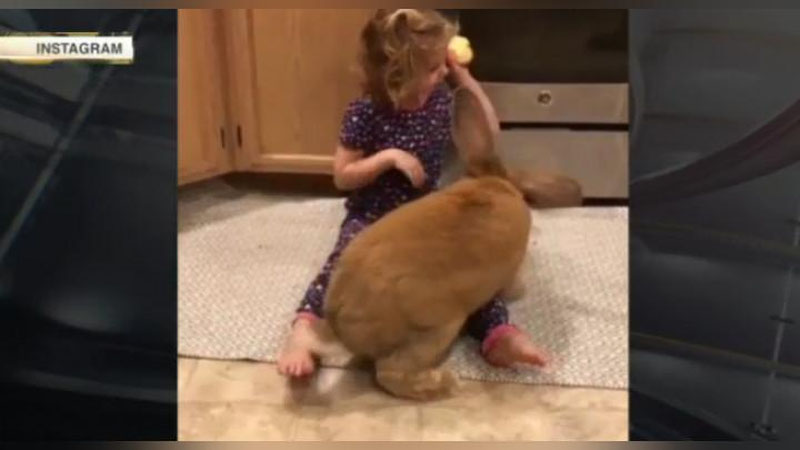 Изрображение 'ГИГАНТСКИЙ КРОЛИК ИЗ США ДОСТИГ РАЗМЕРОВ ТРЕХЛЕТНЕГО РЕБЕНКА (ВИДЕО)'