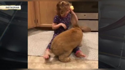 Изрображение 'ГИГАНТСКИЙ КРОЛИК ИЗ США ДОСТИГ РАЗМЕРОВ ТРЕХЛЕТНЕГО РЕБЕНКА (ВИДЕО)'