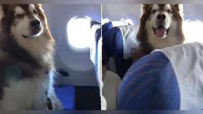 Изрображение 'ПСУ ПОЗВОЛИЛИ ЛЕТЕТЬ В САЛОНЕ САМОЛЕТА В КАЧЕСТВЕ ПАССАЖИРА (ВИДЕО)'