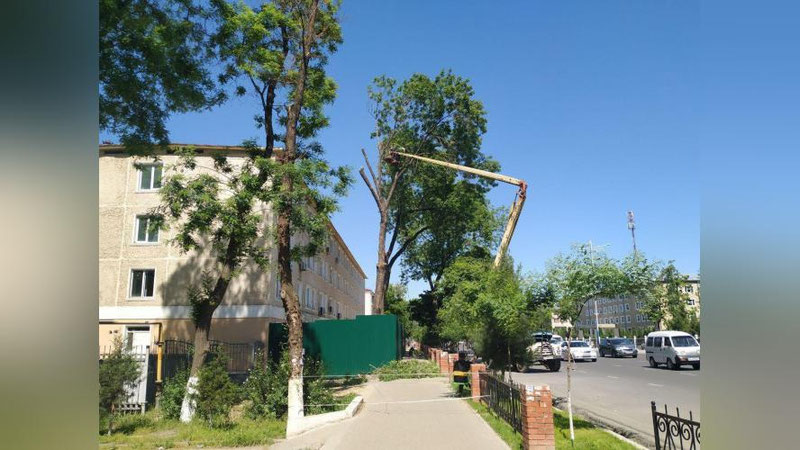 Изрображение 'ХОКИМИЯТ О ВЫРУБКЕ ДЕРЕВЬЕВ ПО УЛИЦЕ МУКИМИ: "ЕСТЬ ОФИЦИАЛЬНОЕ РАЗРЕШЕНИЕ"'