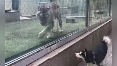 Изрображение 'В КИТАЕ ТИГР И ХАСКИ ПОГОНЯЛИСЬ ДРУГ ЗА ДРУГОМ ЧЕРЕЗ СТЕКЛО (ВИДЕО)'