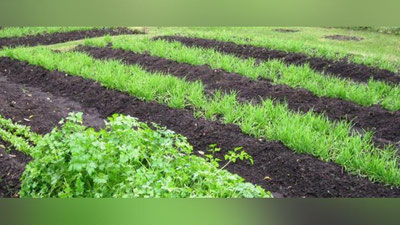 Изрображение 'Регионы будут выращивать определенные виды сельхозпродукции (видео)'