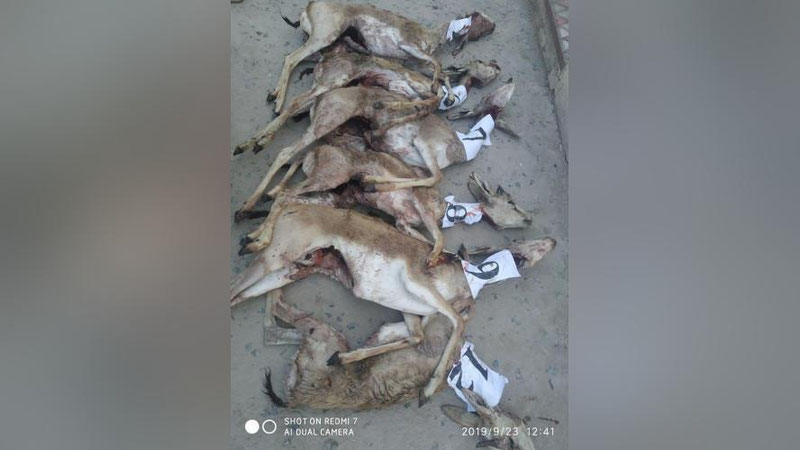 Изрображение 'На браконьеров, убивших 13 джейранов, завели уголовное дело (видео)'