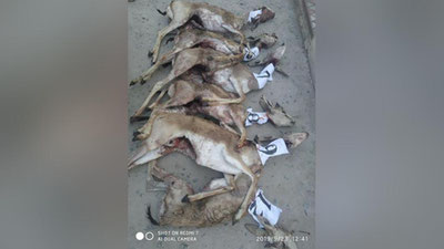 Изрображение 'На браконьеров, убивших 13 джейранов, завели уголовное дело (видео)'