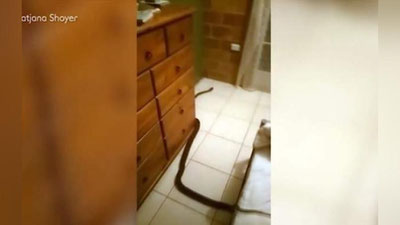 Изрображение 'ЧЕТЫРЕХМЕТРОВЫЙ ПИТОН ЗАПОЛЗ НОЧЬЮ АВСТРАЛИЙКЕ В КРОВАТЬ (ВИДЕО)'